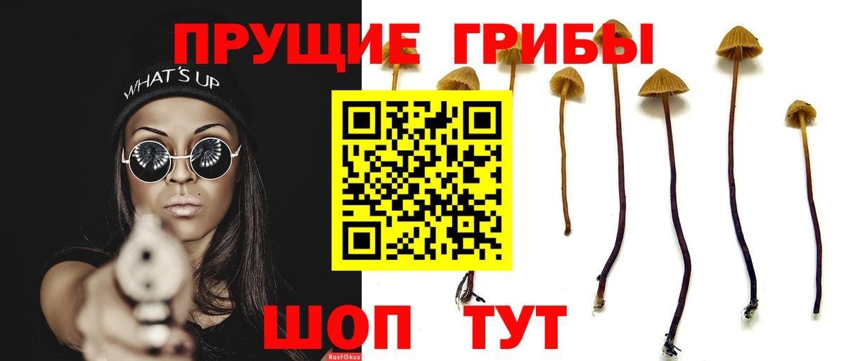 Пугачёв  Псилоцибиновые грибы прущие грибы  Вход с VPN 